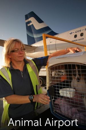 Airport security: animali streaming
